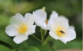 花儿