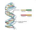 改良盐析法提取人基因组DNA